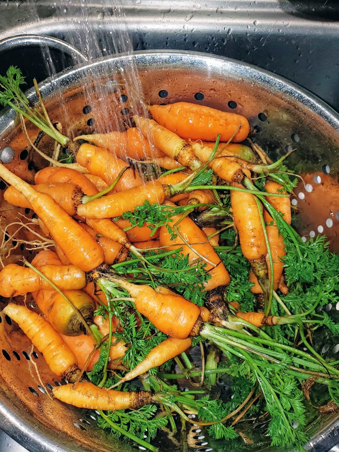 Garden Carrot Cleaning Tips