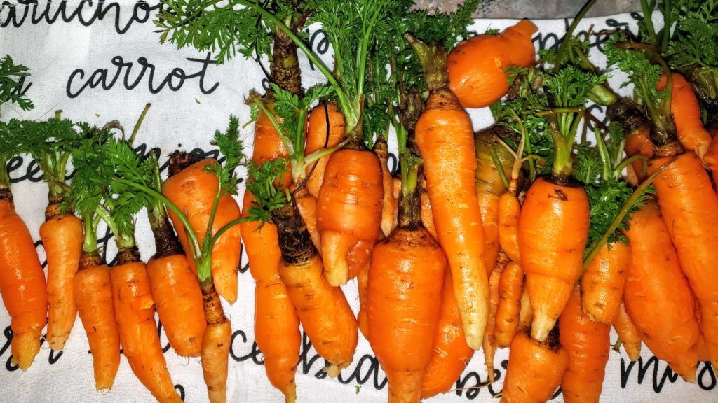 Garden Carrot Cleaning Tips