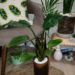 Repotted Indoor Plant