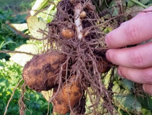 Potato Harvesting Tips
