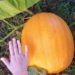 Tips for Planting Pumpkins